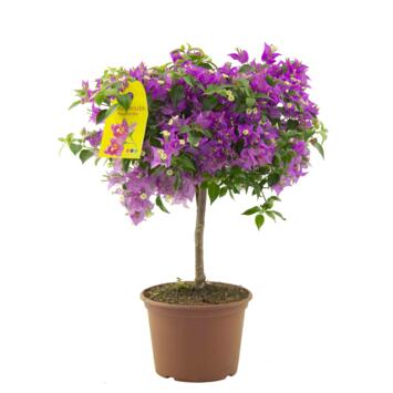 image BOUGAINVILLIER VIOLET TIGE
