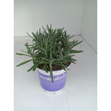 image LAVANDE HIDCOTE