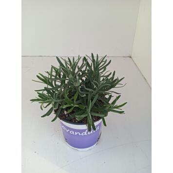 image LAVANDE HIDCOTE