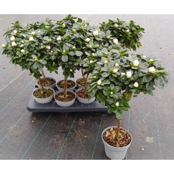 image AZALEE INDICA 22CM BLANC TIGE