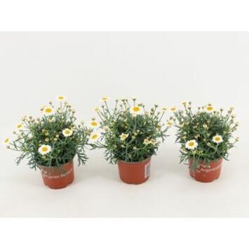 image ANTHEMIS BLANCHE