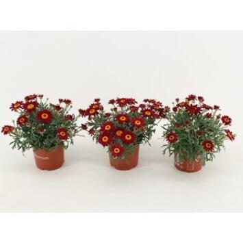 image ANTHEMIS ROUGE