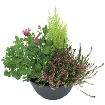 image COUPE EXT MARCELIN VARIES