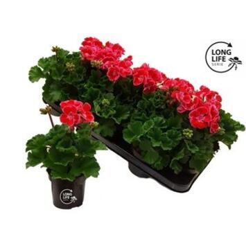 image GERANIUM ZONAL ROSE 2COULEURS