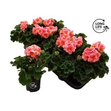 image GERANIUM ZONAL SAUMON