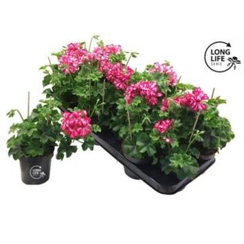 image GERANIUM LIERRE DBLE