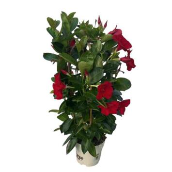 image DIPLADENIA COLLECTION 2ARCEAUX P COLORE