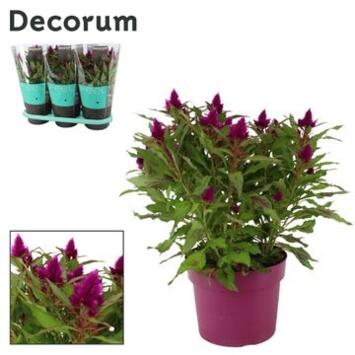 image CELOSIE CARACAS MAUVE P DECO DECORUM