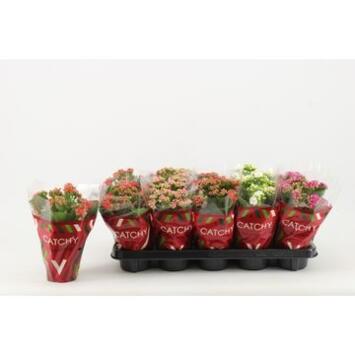 image KALANCHOE FL DBLE