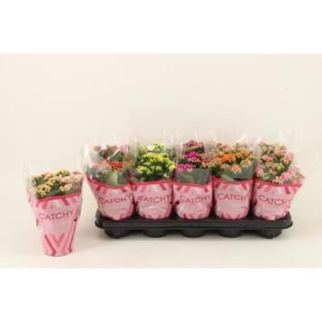 image KALANCHOE FL DBLE