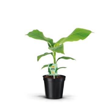 image MUSA BASJOO DECORUM