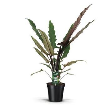 image ALOCASIA LAUTERBACHIANA DECORUM