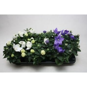 image PLATYCODON GRANDIFLORUM VARIE