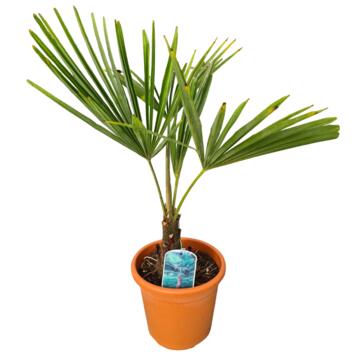 image CHAMAEROPS EXCELSA