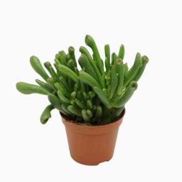 image CRASSULA GOLLUM