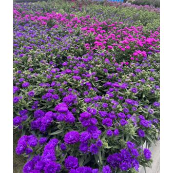 image ASTER BQ6