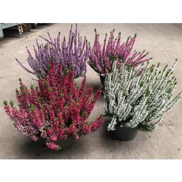 image ERICA CALLUNA GARDEN GIRLS