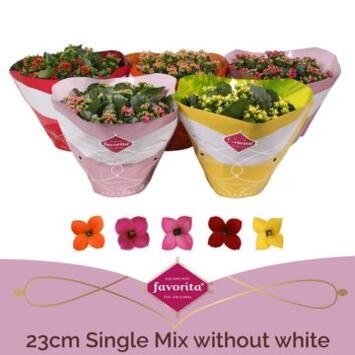 image KALANCHOE 6PP VARIE COUPE