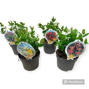 image HYPERICUM VARIE
