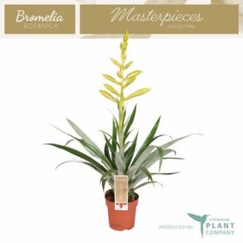 image TILLANDSIA OERSTEDIANA