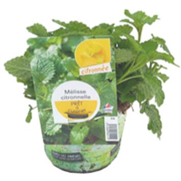 image MELISSE CITRONNELLE