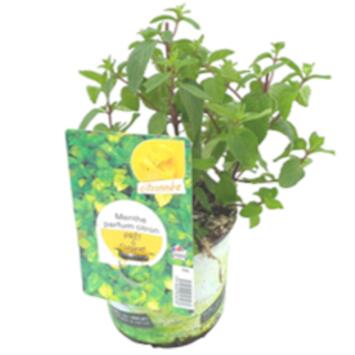 image MENTHE CITRON