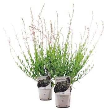 image GAURA LINDHEIMERI SHORT FORM