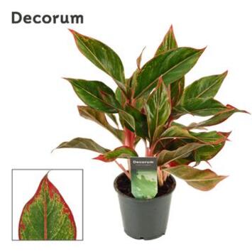 image AGLAONEMA KING OF SIAM