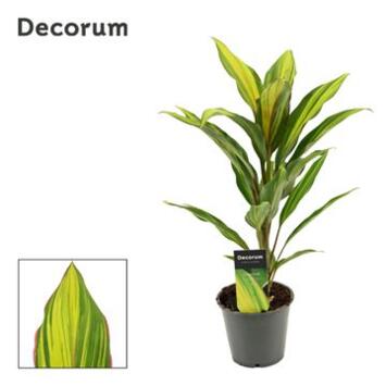 image CORDYLINE KIWI DECORUM