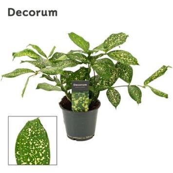 image DRACAENA FLORIDA BEAUTY DECORUM