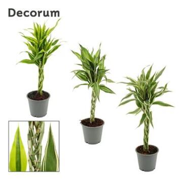 image DRACAENA SANDERIANA TRESSE