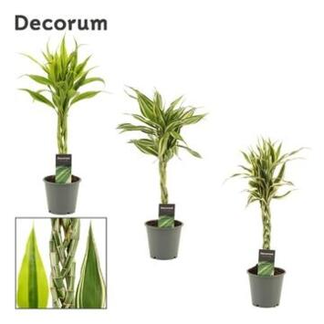 image DRACAENA SANDERIANA TRESSE