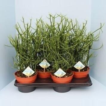 image EUPHORBIA TIRUCALLI