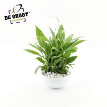 image SPATHIPHYLLUM COUPE CERAM
