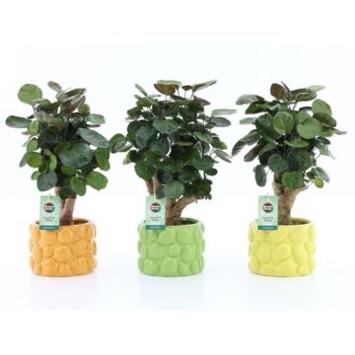 image ARALIA POLYSCIAS CERAM