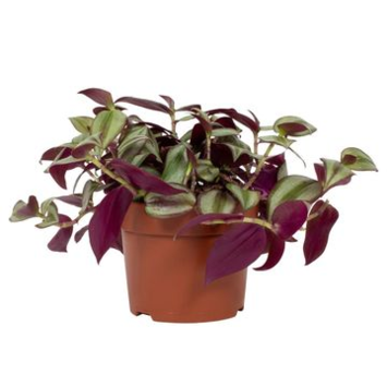 image TRADESCANTIA VIOLET HILL
