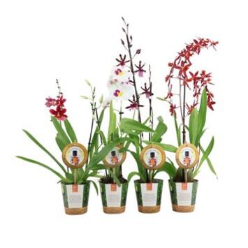 image ORCHIDEE 2BR ODORANT REINA