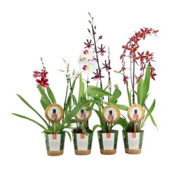image ORCHIDEE 2BR ODORANT REINA