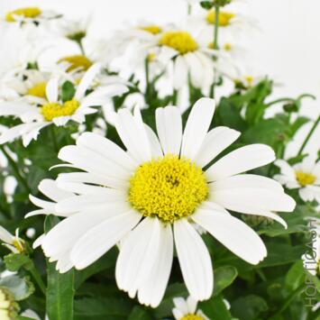 image LEUCANTHEMUM SNOW LADY
