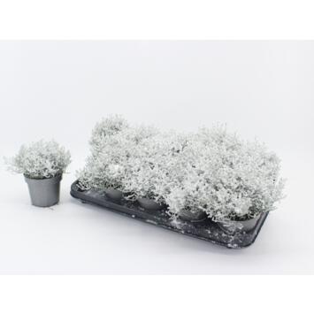 image CALOCEPHALUS BROWNI FLOQUE PAILLETTE