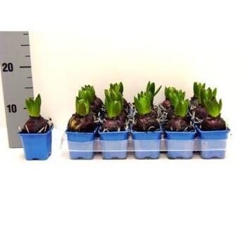 image JACINTHE DELFT BLUE 1PP