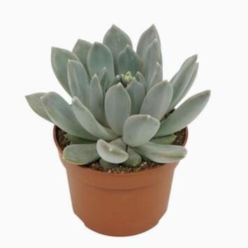image PACHYPHYTUM DRACO