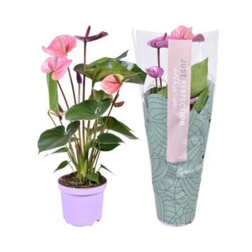 image ANTHURIUM ANDREANUM CAVALLI MAUVE