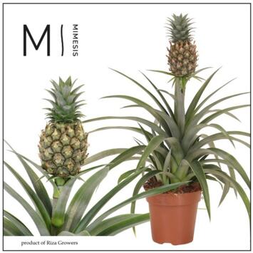 image ANANAS FRUIT