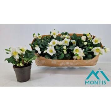 image HELLEBORE CHRISTMAS CAROL