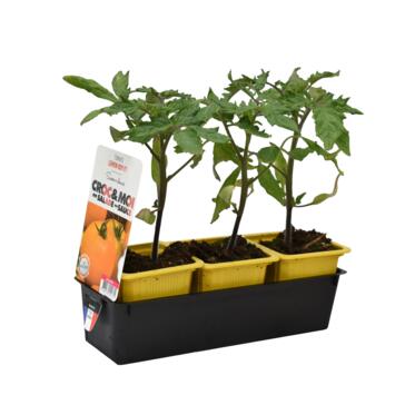 image TOMATE LEMON BOY BQ3