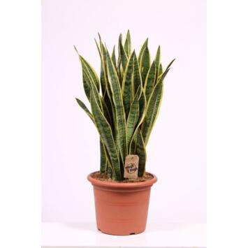 image SANSEVIERIA LAURENTII