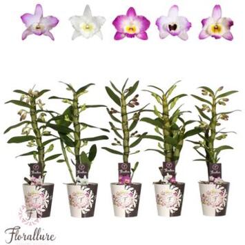 image DENDROBIUM 1BR NOBILE VARIE