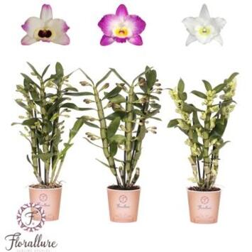 image DENDROBIUM 3BR NOBILE VARIE