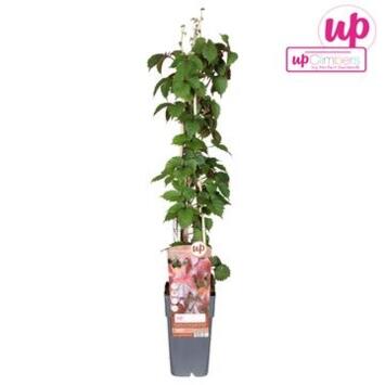 image PARTHENOCISSUS VEITCHII